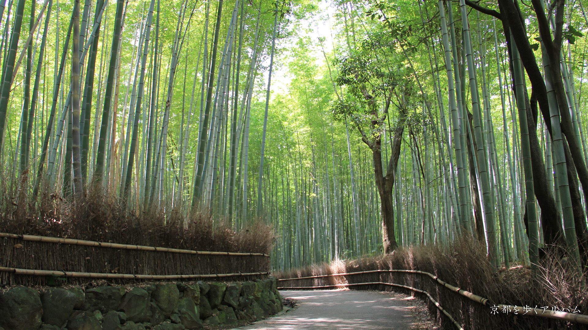 竹林 壁紙 Kyoto Bamboo Forest 京都を歩くアルバム